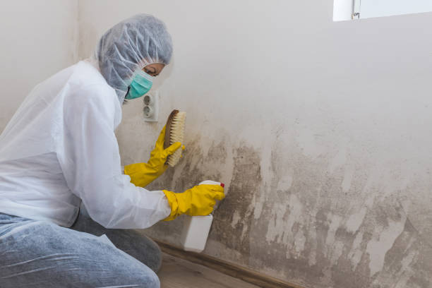 Kittredge, CO Mold Inspection, Removal & Remediation Company