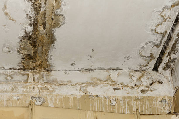 Best Mold Odor Removal Services  in Kittredge, CO