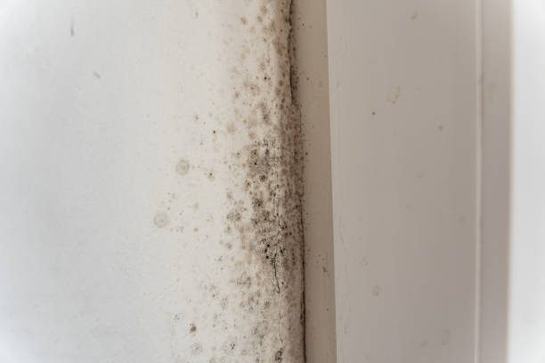 Best Residential Mold Inspection & Testing  in Kittredge, CO